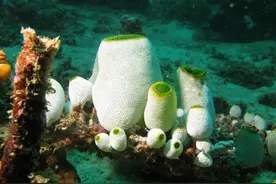 海底的大凤梨，或将帮助人们攻克老年痴呆症图片