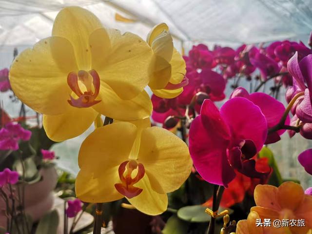 零差评！当氨基酸益生菌草莓碰上年宵花，这个春节既喜庆又甜蜜