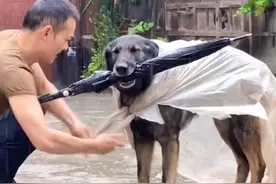 “哮天神犬”步枪：全网最通人性的狗子，能和主人无障碍交流图片