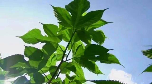 山西矿老板改行进荒山种奇树，被骂“有病”，结果3年赚5000万