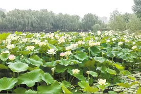 天气高温晴热市区荷花渐入初花期图片