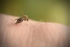 上海致壕，睡觉蚊虫嗡嗡好烦啊？不要着急！试一下驱蚊小妙招图片