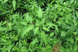 俗称“红丝线”，好多人不知道它的价值，家乡遇见请重视，认识下图片