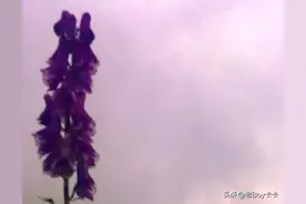 为爱痴狂（老男人烟嗓版）图片