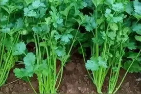 香菜种植小技巧图片