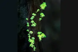 会发光的小蘑菇，好可爱图片
