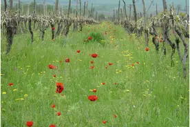 格鲁吉亚葡萄酒正以“零妥协”吸引全球和中国市场图片