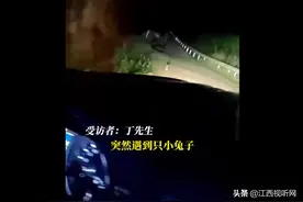 “神奇”小兔子！男子开车遇兔子引路捡回一命图片