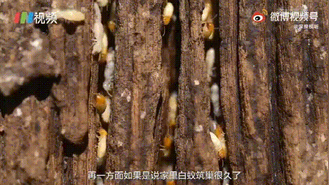 下雨前好多虫子怎么办