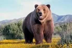 老虎和熊谁厉害？图片