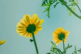 我为苍生身死 重塑神魂回到九重天 却发现我有了个替身图片