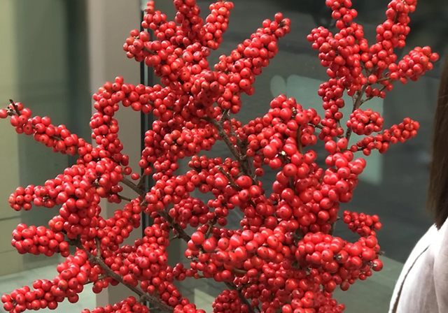 绿色开花植物的图片(绿色开花植物的六大器官是)-措必培