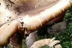 稀奇！“一米多长”“有两个头大”的野生菌你见过吗？商贩：是鸡枞菌的一种图片