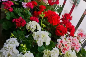 发现河北一女子阳台的天竺葵，犹如仙境，那叫一个“漂亮”，晒晒图片