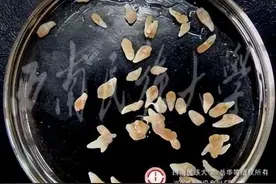 家禽输卵管炎、产畸形蛋，可能是得了前殖吸虫病图片