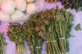 认一认，南瓜尖尖和佛手瓜尖图片