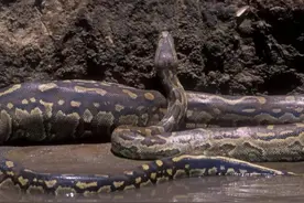 拥有“深渊巨口”的岩蟒，在神奇的非洲大陆，遇到花豹也要逃跑？图片