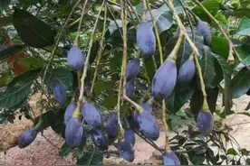 老广的味道，这种果实经过简单处理后，变成一道美味的下饭神菜图片