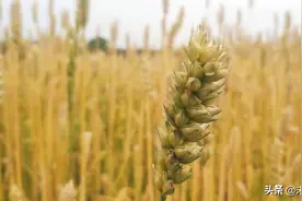 农业专题：寻找养殖周期中的确定性，关注粮食危机下的种植链图片