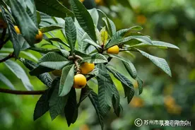 金黄诱人，酸甜可口，它来了！图片