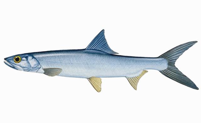 医生提醒：这4种保健品，不仅坑钱而且作用不大！请谨慎购买