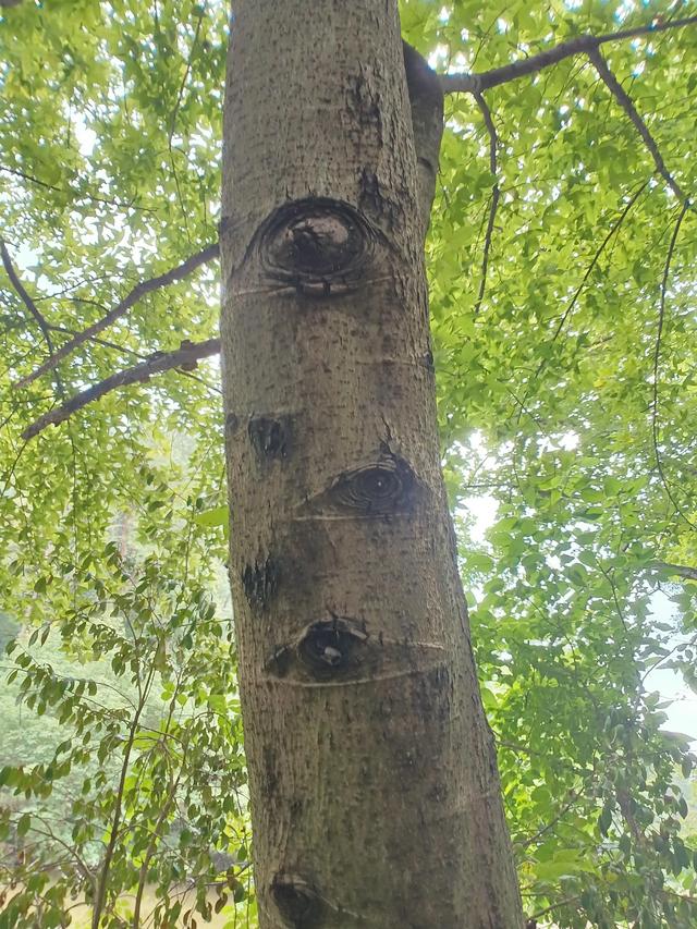 衢州柯山宝岩寺记