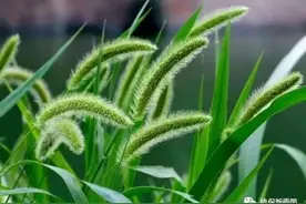 草坪化学除草，选对药剂教你避免药害，药到草除图片