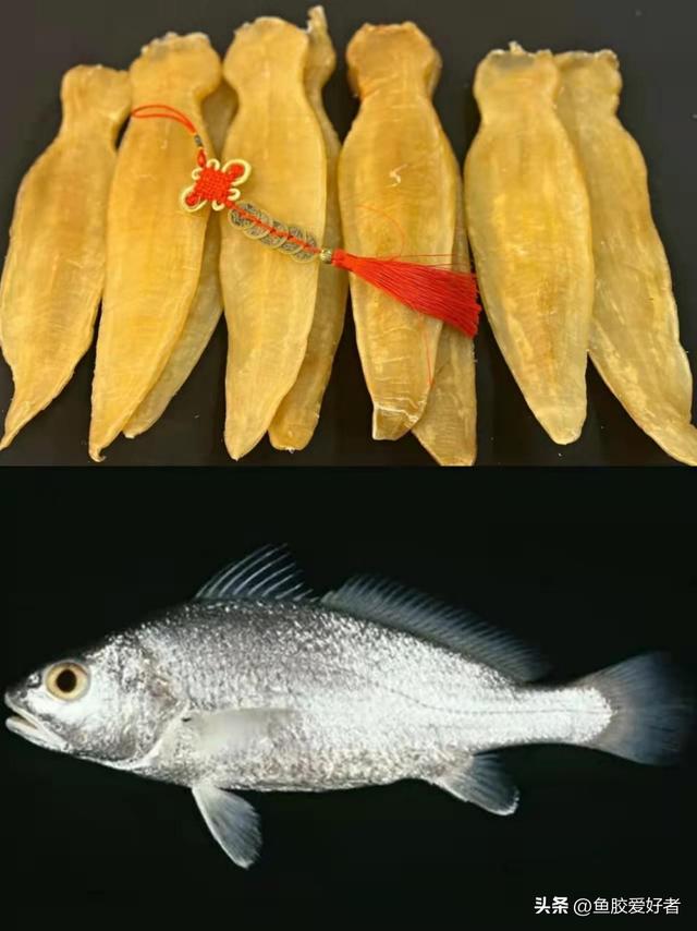 澳洲花胶是哪种鱼 澳洲花胶液有什么好处