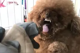 为啥建议你别养“泰迪犬”？这几点，真的hold不住图片