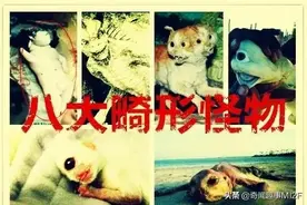 菲律宾山羊产下“半人半猪”怪胎，盘点史上八大畸形怪物图片