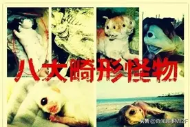 菲律宾山羊产下“半人半猪”怪胎，盘点史上八大畸形怪物图片