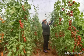 小苏打用在种菜和养殖上，增产防病害效果真的好，一次全学会图片
