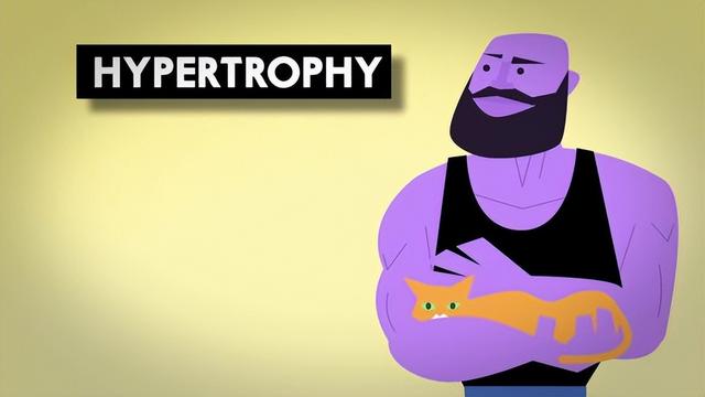 肌肉是如何生长的？