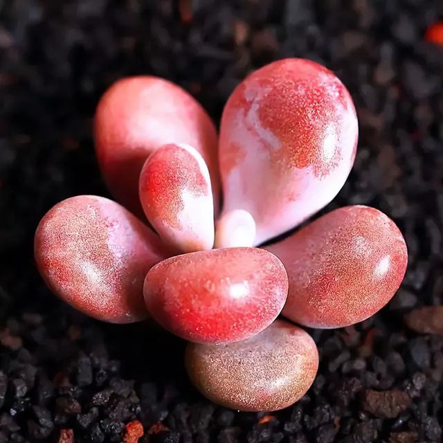 270种常见多肉图谱，一分钟认全！