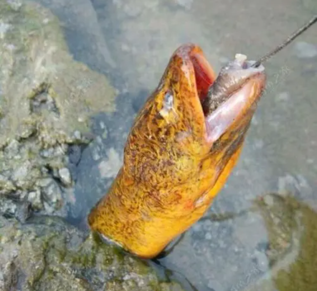 老人说黄鳝血是大补，小伙去田里钓起大黄鳝，生喝血酒差点没命？