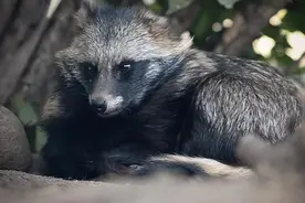 吉林珲春出现“毛狗子”，闯入农家院子被发现，胆大见人来也不怕图片