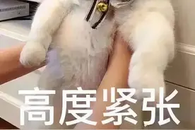 “为什么有人说，猫流口水要破财？”图片