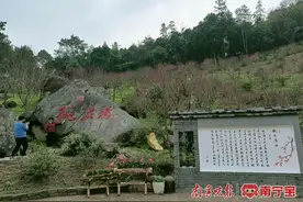 迎桃花，接桃花运！周末，南宁青秀山赏桃花约起~图片