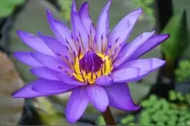 凄美绝伦的二胡神曲《睡莲》现代二胡乐曲之不朽名篇图片