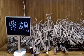 中药材种植与管理——柴胡图片
