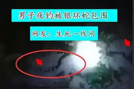 广东男子夜钓遇“陆地毒王”，被6条银环蛇包围，遇到毒蛇该咋办图片