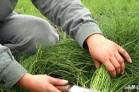 幼师专业学生被安排电子厂实习当“韭菜”，谁在背后牟取暴利？图片