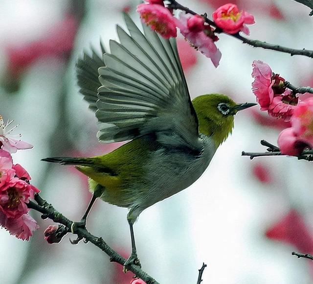 100幅色彩艳丽,珍贵稀少的小鸟图
