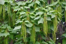 很多人取名中有“梓”字，有什么寓意，梓树为何被称为“树王”？图片