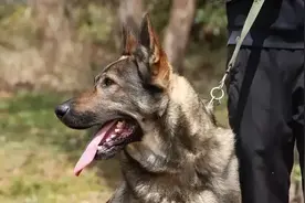 昆明犬的6大缺点，长得再帅也没用，怪不得养的人越来越少图片