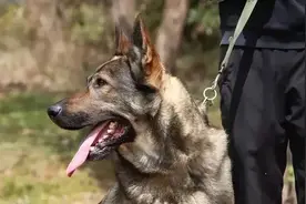 昆明犬的6大缺点，长得再帅也没用，怪不得养的人越来越少图片