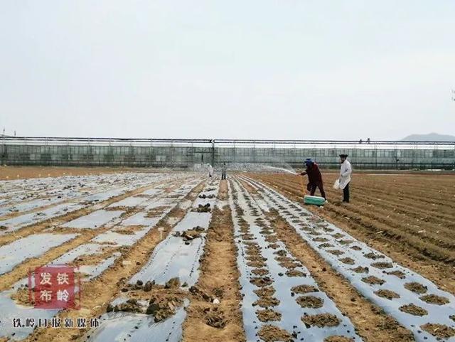 可贵！他们让藜麦在辽宁大地落地生根