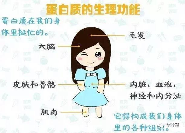 食叶草氨基酸多肽精蛋白与大健康产业