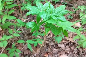 春季，遇到这个山野菜别手软，一补气健脾、二温补肾阳、三助睡眠图片