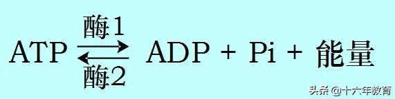 高中生物重要生化知识图解记忆（建议收藏）